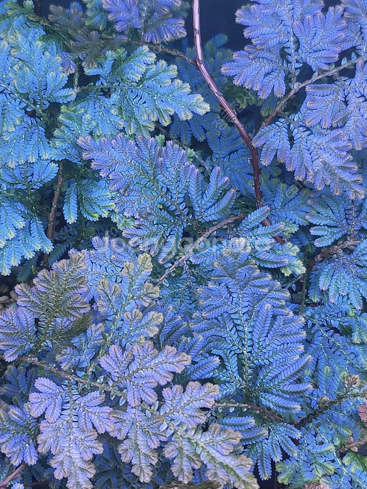 테라리움 비바리움 식물 분양 , 제주애기모람, 블랙메탈 베고니아, 덩쿨 식물, 생수태, 벌레잡이제비꽃 분양--8